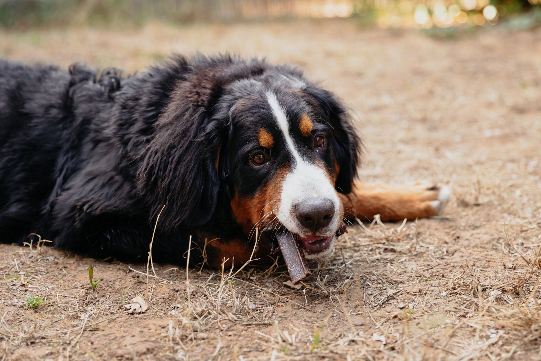 כלב עם חטיף VeggieDent לבריאות הפה - מוצרי ווירבק