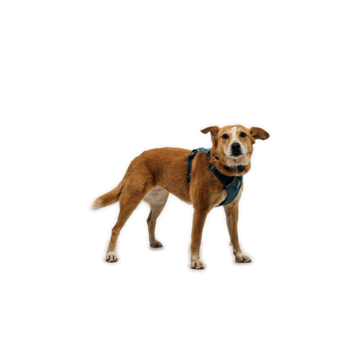 רתמת כלבים מקצועית Ruffwear Front Range Flex - קלה, נושמת וגמישה רתמה לכלב 11_73b10636-7368-403e-ac70-2ae009323a19 Ruffwear