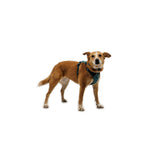 רתמת כלבים מקצועית Ruffwear Front Range Flex - קלה, נושמת וגמישה רתמה לכלב 11_73b10636-7368-403e-ac70-2ae009323a19 Ruffwear