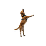 רתמת כלבים מקצועית Ruffwear Front Range Flex - קלה, נושמת וגמישה רתמה לכלב 12_d755181e-4482-44fe-b4ff-650f18e5d41d Ruffwear