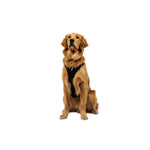 רתמה לכלב Ridgeline Harness מבית Ruffwear רתמה לכלב 7_8d837e7b-db38-4974-8da5-32ac27a54de2 Ruffwear