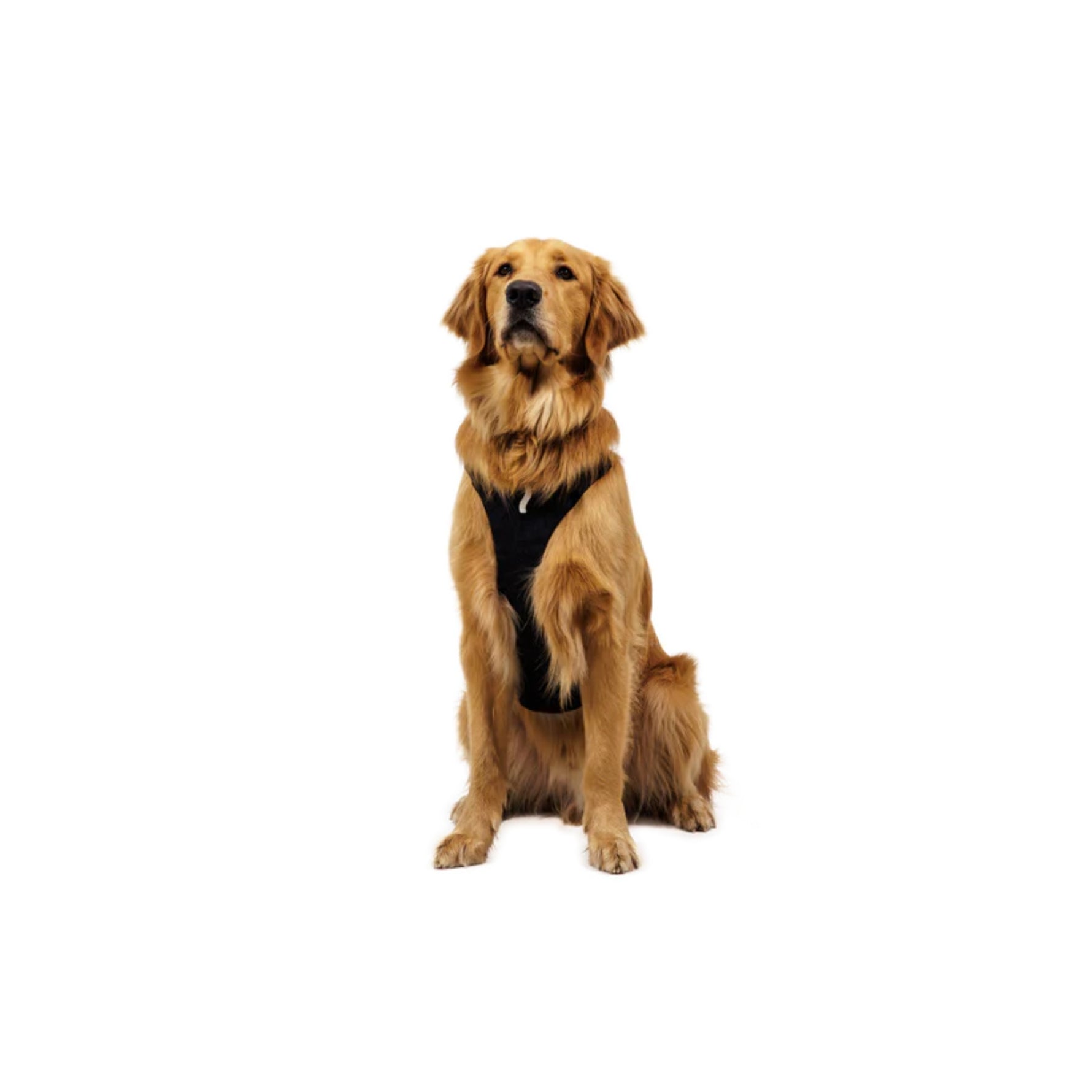 רתמה לכלב Ridgeline Harness מבית Ruffwear רתמה לכלב 7_8d837e7b-db38-4974-8da5-32ac27a54de2 Ruffwear