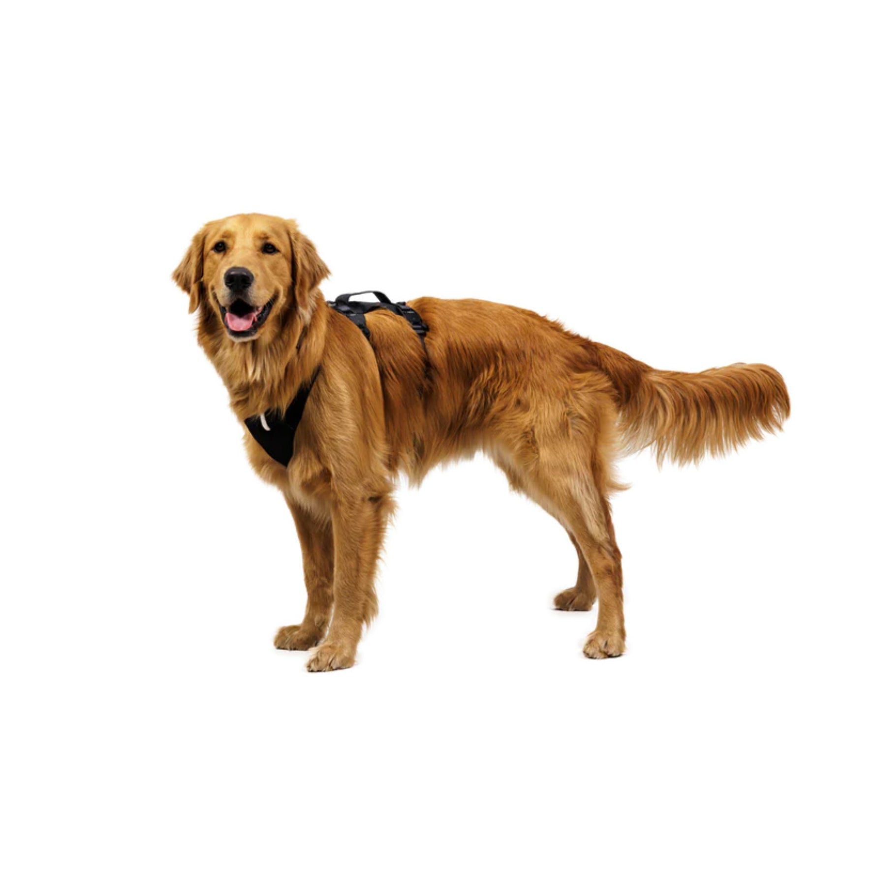 רתמה לכלב Ridgeline Harness מבית Ruffwear רתמה לכלב 8_55460e43-696e-4ebd-962d-eee647cea13e Ruffwear