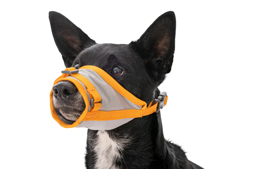 ערכת חירום BackTrak Dog Evacuation Kit