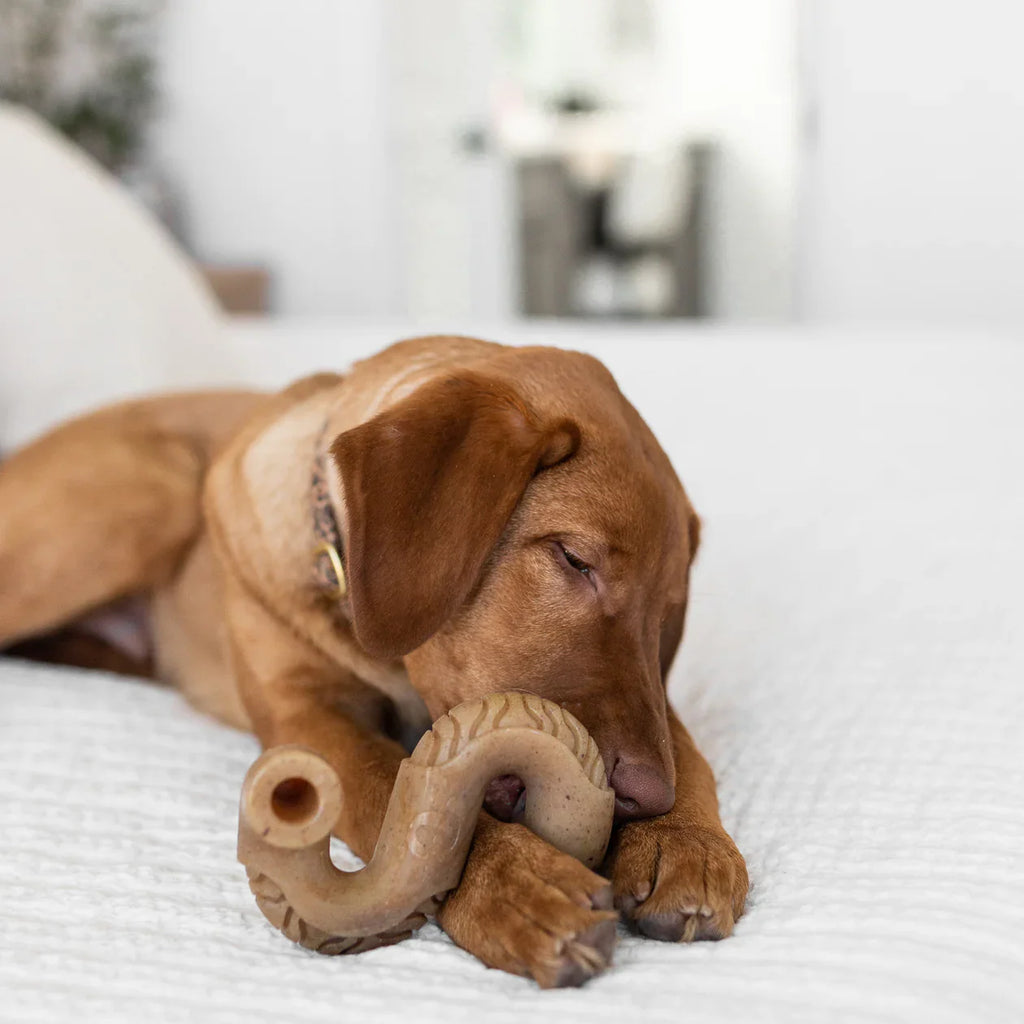 עצם בנבון שופר בקר לכלב בינוני etzem-benbon-shupr-bakr-lmlb-binyuni-899 BeneBone