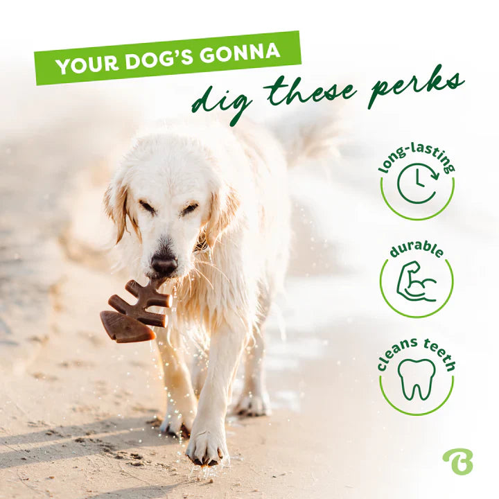 עצם בנבון פפי זוג דגים לכלב זעיר