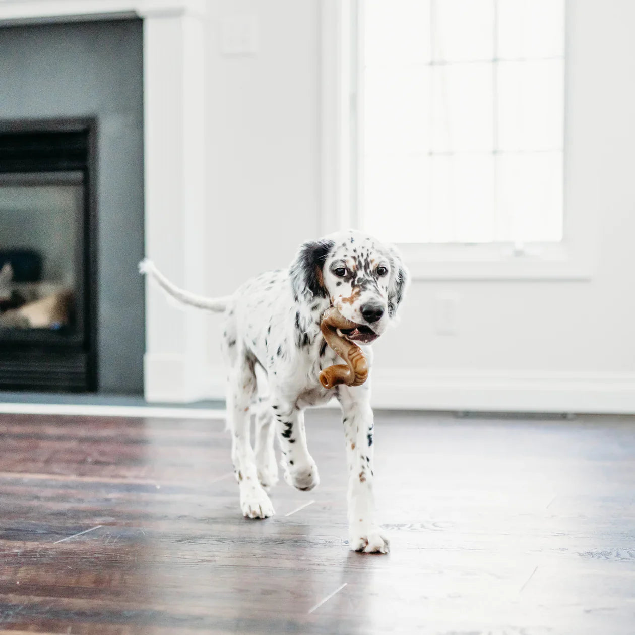 עצם בנבון שופר בקר לכלב קטן