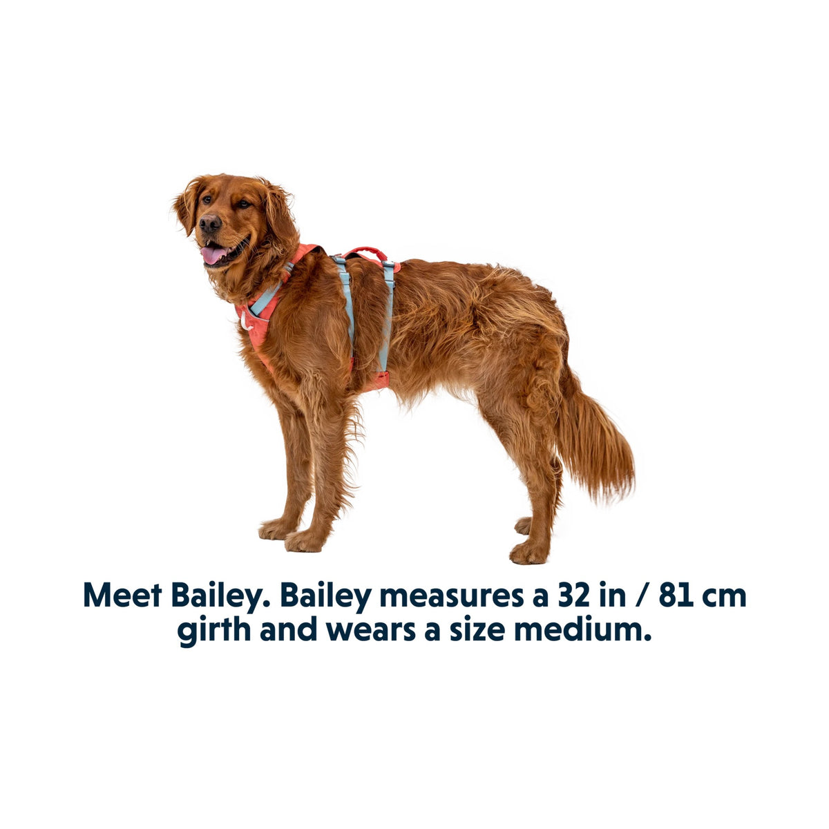 רתמה ראפוור לכלב FLAGLINE DOG HARNESS