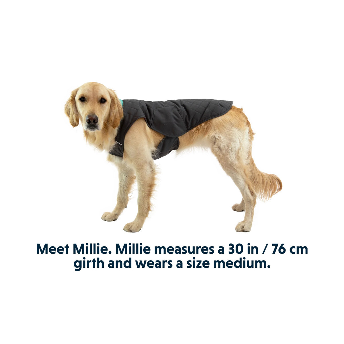 Ruffwear Stumptown - מעיל חורף מרופד לכלבים עמיד ומחמם